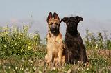 BOUVIER DES ARDENNES 221